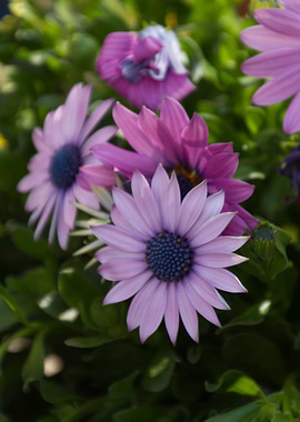 daisies in the garden