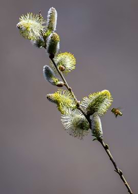 buds on the tree in spring