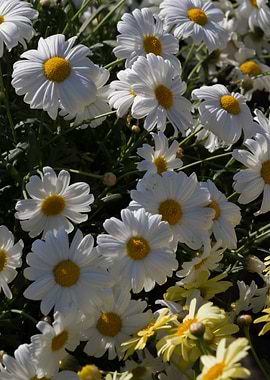 daisies in the garden