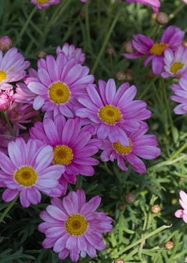 daisies in the garden