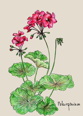 Red pelargonium