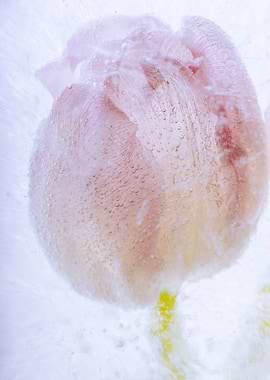 Tulip in clear ice