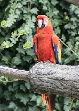 ara ararauna parrot