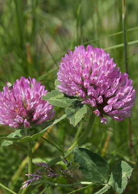 wildflower in the mountain