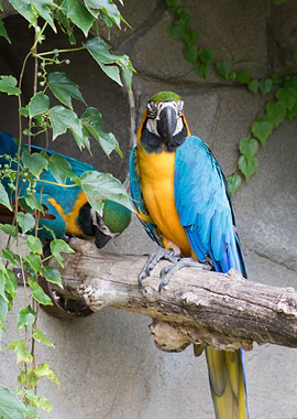 ara ararauna parrot