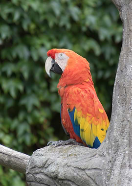 ara ararauna parrot