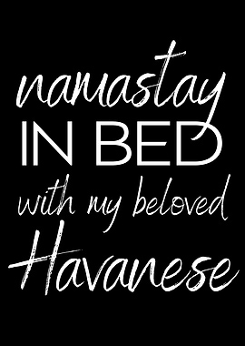 HAVANESE namastay in bed