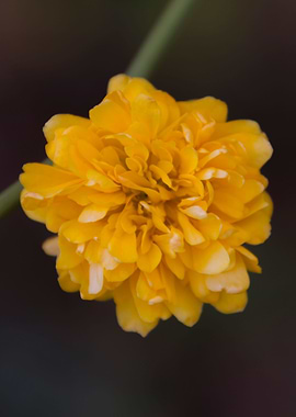 yellow flower in spring