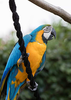 ara ararauna parrot