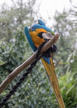 ara ararauna parrot
