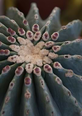 succulent plant