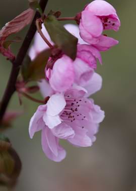 pink flowers on the branch