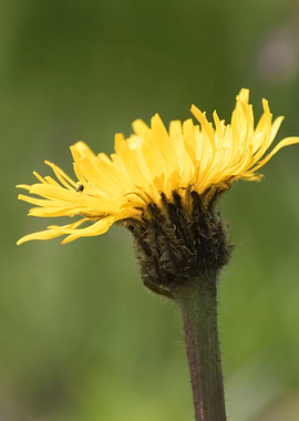 wildflower in the mountain