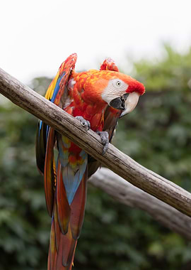 ara ararauna parrot