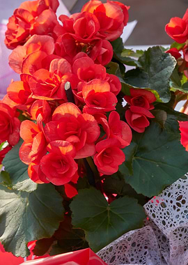 begonia flower for present