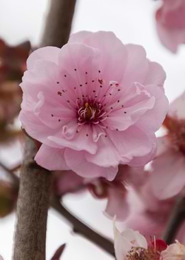 pink flowers on the branch