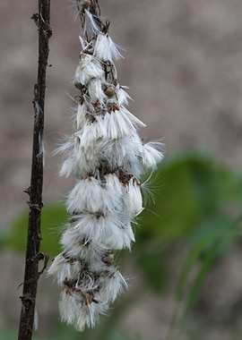 wildflower in the mountain