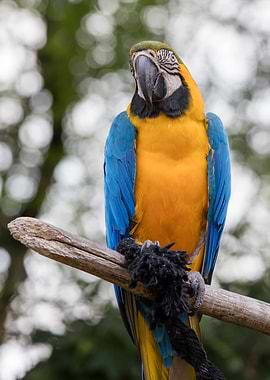 ara ararauna parrot