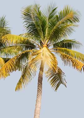 Palm Tree Cali Summer Vibe