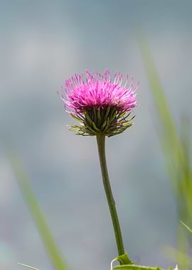 wildflower in the mountain