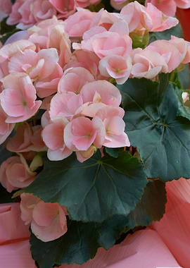 begonia flower for present