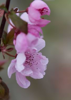 pink flowers on the branch