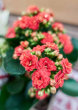 begonia flower for present