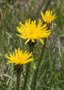 wildflower in the mountain