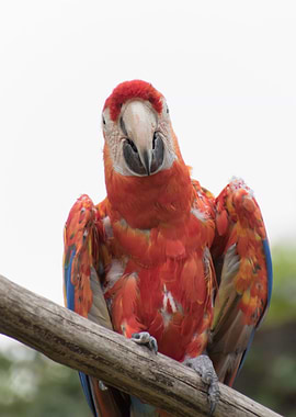 ara ararauna parrot