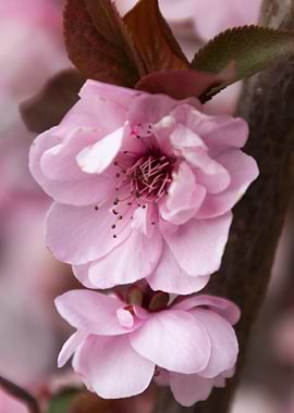 pink flowers on the branch