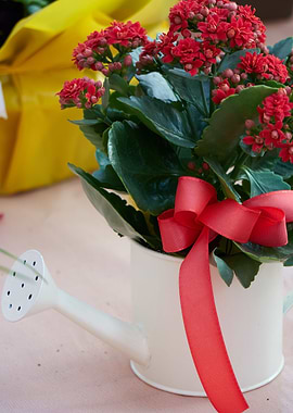 begonia flower for present