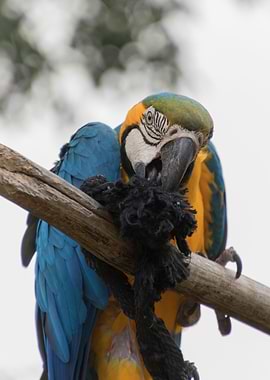 ara ararauna parrot