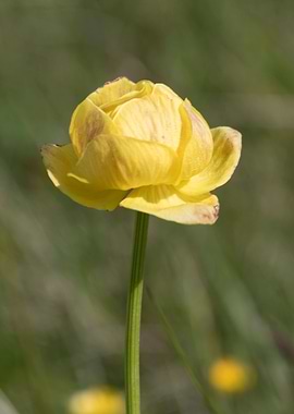 wildflower in the mountain