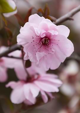 pink flowers on the branch