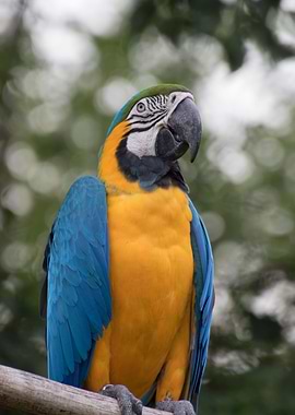 ara ararauna parrot