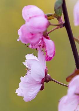 pink flowers on the branch