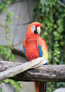 ara ararauna parrot