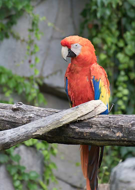 ara ararauna parrot