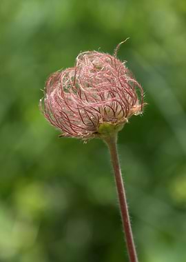 wildflower in the mountain