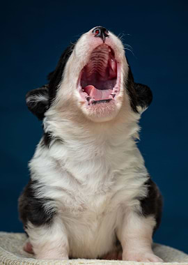 Welsh Corgi Cardigan