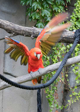 ara ararauna parrot