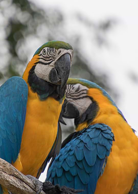 ara ararauna parrot