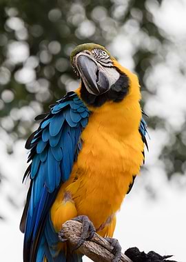 ara ararauna parrot