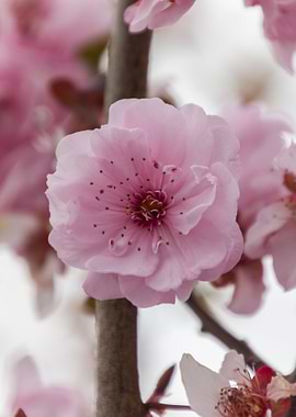 pink flowers on the branch