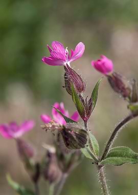 wildflower in the mountain