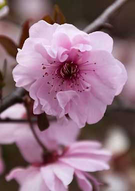 pink flowers on the branch