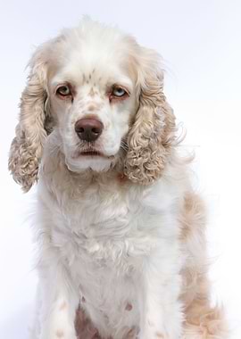 Cocker Spaniel