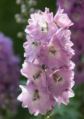 delphinium flower