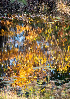 Fall Reflection
