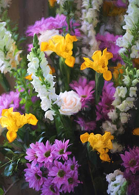 flower in spring season